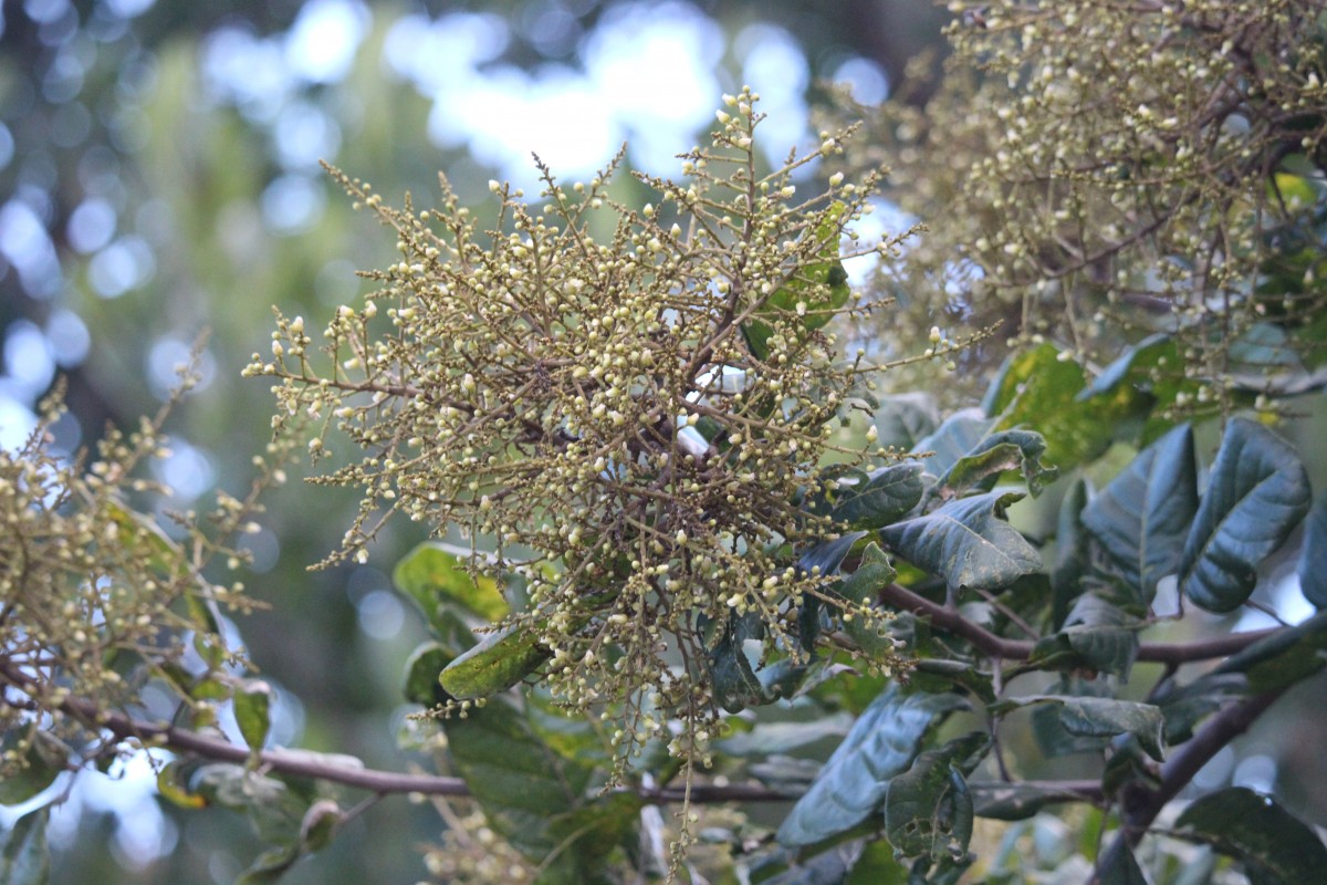 Sapindus emarginatus Vahl